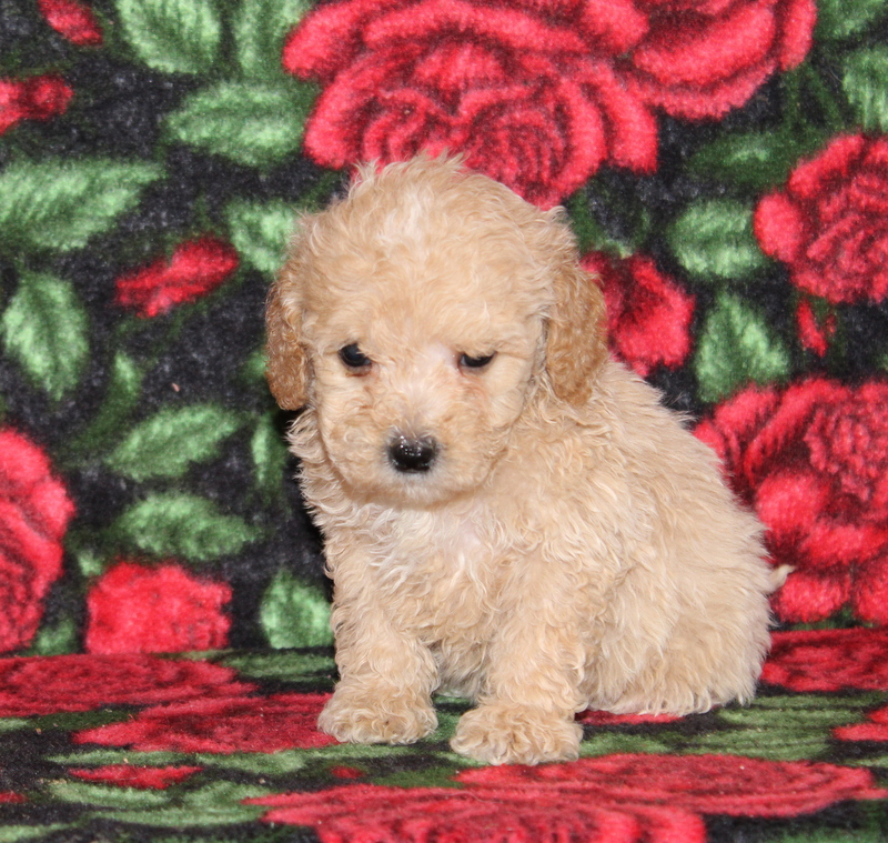 puppy, for, sale, Mini Golden Doodle F1, Matthew B. Stoltzfus, dog, breeder, Gap, PA, dog-breeder, puppy-for-sale, forsale, nearby, find, puppyfind, locator, puppylocator, aca
